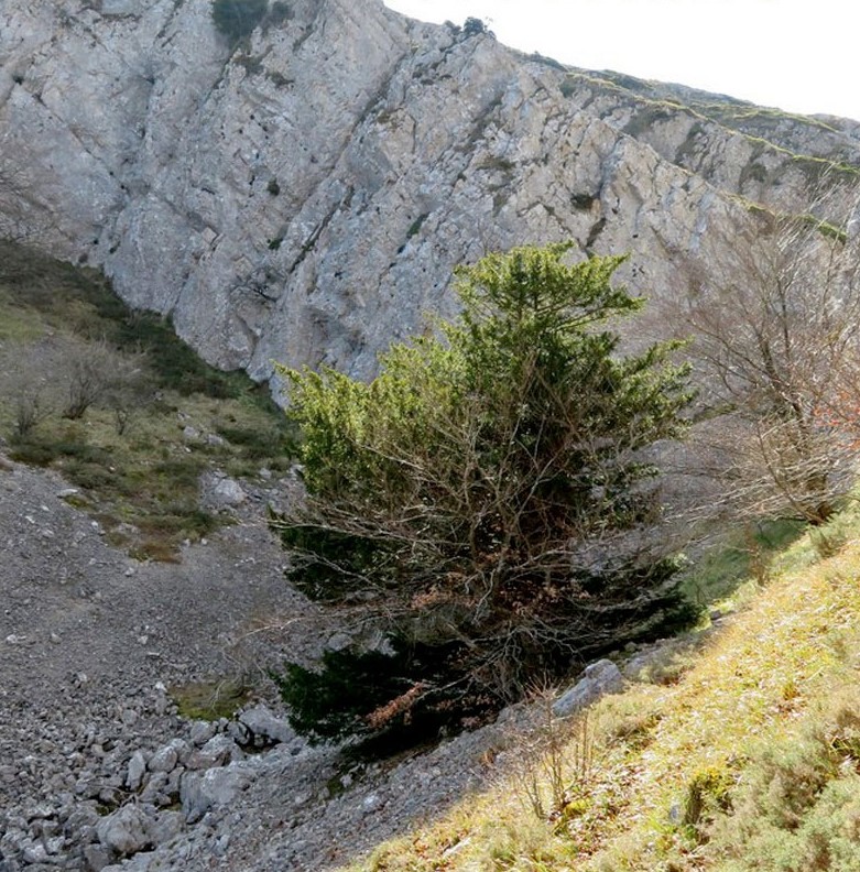 tejolabarranca